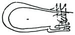 Tughra of Murad II