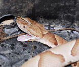 Southern copperhead03.jpg