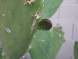 Prickly Pear 2half.JPG