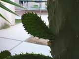 Prickly Pear 4half.JPG