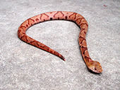 Southern copperhead.jpg