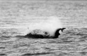 Photo of two animals at surface surrounded by spray.