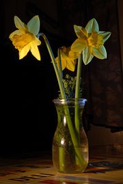 3daffodils.jpg