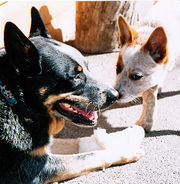 Cattle dog with a bandage on a sore foot