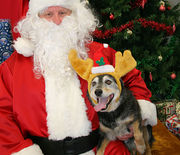 An Australian Cattle Dog in reindeer antlers sits on Santa's lap