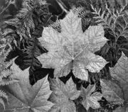 A black-and-white close-up photograph of palmate, conifer, and small fern-like leaves overlapping, all visibly damp. One slightly larger and brighter palmate leaf rests in the upper foreground, covering all but one third of the photograph.