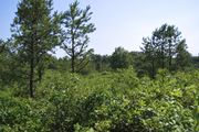 A few pine trees are surrounded by a number of low-lying oak-scrub bushes and trees during summer months.