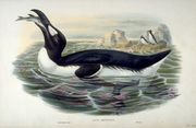 A breeding Great Auk tilts its head back, swallowing a fish between its open beak.