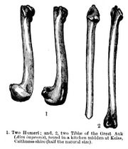 A sketch of four bones of the Great Auk, all long. The first two on the left are shorter and hook and fatten at the end, while the third is straight. The fourth has a nub on both ends.