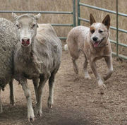 A cattle dog herding sheep in a pen