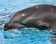 Photo of left side of dolphin head at surface.