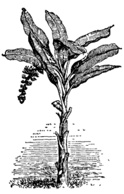 Drawing of banana stalk