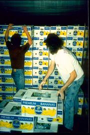 Photo of 2 men stacking boxes of bananas