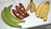 Photo of four several large green, smaller red, very small yellow, and medium-sized yellow bananas