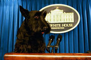 "A black Scottish Terrier on the presentational podium with the blue curtain behind it."