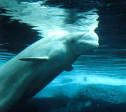 Underwater photo of whale with top of head above surface