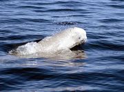 Photo of whale at surface with bump behind head