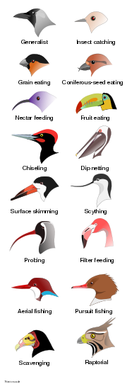  Illustration of the heads of 16 types of birds with different shapes and sizes of beak