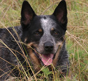 Blue Cattle dog with a black spot over both of his eyes