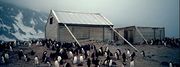  Two wooden structures surrounded by penguins. The larger, on the left, has a pitched roof and is supported by timber braces. The slaller, on the right, has no roof. Snowy slopes are visible in the background.