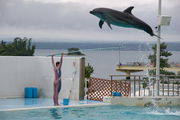 Profile photo of dolphin soaring over the outstretched arms of an aquarium entertainer.