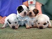 Four three-week-old puppies whose coat is changing from white to red or blue