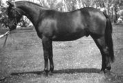 Black and white photo of a well-groomed Brumby standing sideways to the camera, wearing a Barcoo bridle but no saddle, set up in a squared-up conformation stance, as if at a horse show.