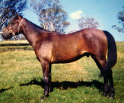 A bay horse (brown body with black mane and tail) wearing a headcollar, standing in a green field with trees in the background