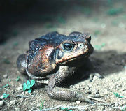 An adult cane toad with dark colouration, as found in El Salvador. The parotoid gland is prominently displayed on the side of the head.