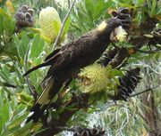 A large black cockatoo among foliage, dismantling a flower with its large beak