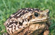 A large, adult cane toad, showing the light colouration that is present in some specimens of the species.