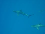 Photo of 3 sharks swimming in the distance