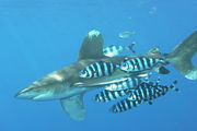 Shark accompanied by group of fish with black and white vertical stripes and split tail fin