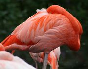  Pink flamingo with grey legs and long neck pressed against body and head tucked under wings