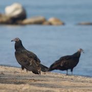 Two black vultures on the sore of a lake