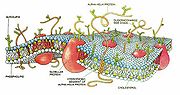 A cartoon diagram depicting a cross sectional view of a cell membrane. The cell membrane is a phospholipid bilayer with imbedded proteins.  The bilayer in turn is composed of two layers of phospholipids where the hydrophobic lipid portion of the two layers face each other while the hydrophilic phosphate portion faces water.  Hence the bilayer is divided into three regions: two external polar surfaces in contact with water separated by a hydrophobic interior.