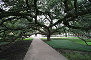 Branches of a large oak tree shade a sidewalk