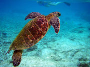 Photo of turtle swimming towards surface with diver in background