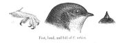  Three monochrome drawings. From left to right: a bird's leg and foot; a side view of a bird's head, mostly dark with white throat; a bird's small bill from above.