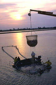 Photo of dripping, cup-shaped net, approximately 6�feet (1.8 m) in diameter and equally tall, half full of fish, suspended from crane boom, with 4 workers on and around larger, ring-shaped structure in water