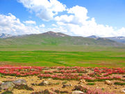 green landscape with mountain in the back ground