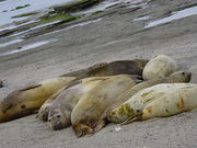 Photo of 7 adult and juvenile seals packed closely on beach