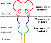 The nervous system is shown as a rod with protrusions along its length. The spinal cord at the bottom connects to the hindbrain which widens out before narrowing again. This is connected to the midbrain, which again bulges, and which finally connects to the forebrain which has two large protrusions.