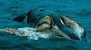 Photo of dead whale, floating on surface