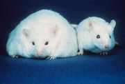 Two white mice both with similar sized ears, black eyes, and pink noses.  The body of the mouse on the left, however, is about three times the width of the normal sized mouse on the right.