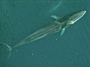 Overhead photo of a long, thin, narrow-fluked whale with both pectoral fins extended