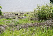 A river bank denuded of grass and other vegetation. Piles of deadwood line the high-water mark.