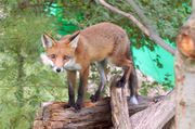 A red fox walking along a fallen tree.