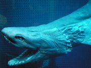 The head of a preserved shark, with the large mouth open