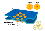 Electrical synapases are composed of protein complexes that are imbedded in both membranes of adjacent neurons and thereby provide a direct channel for ions to flow from the cytoplasm of one cell into an adjacent cell.